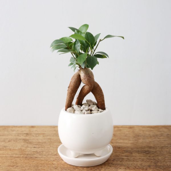 Grafter Ficus Bonsai