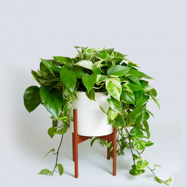 Pothos Plant