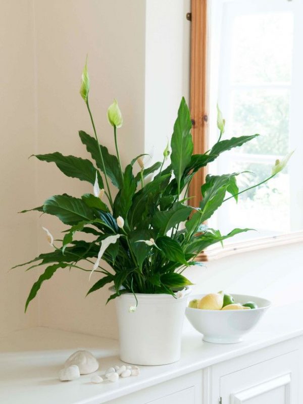 Peace Lilly