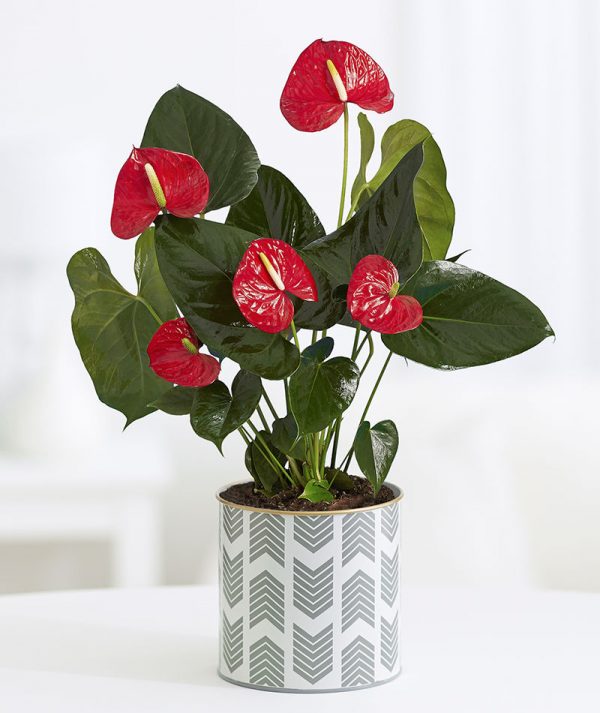 Anthurium